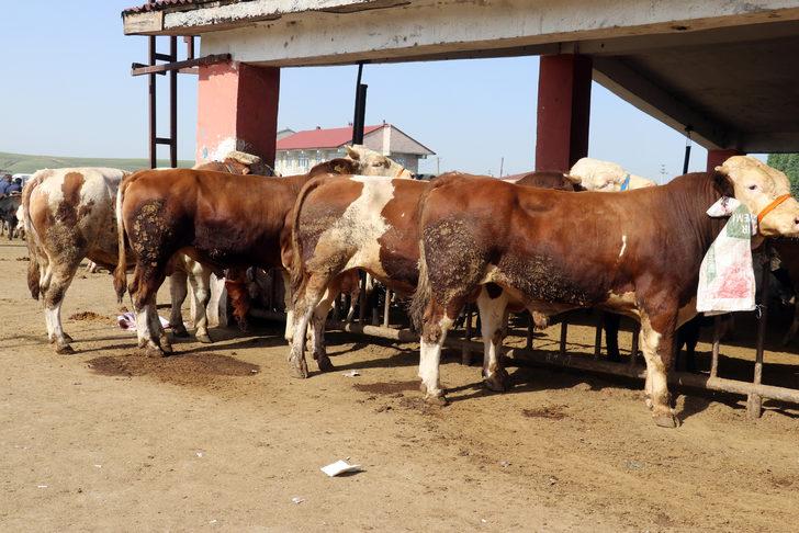 Batı illerine kurbanlıkların gönderildiği Ağrı Hayvan Pazarı'ndaki hareketlilik sürüyor G4