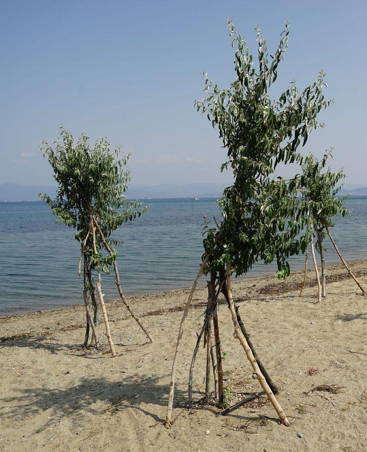 Emekli gurbetçi Güre sahiline diktiği iğde ağaçlarıyla her gün ilgileniyor G4