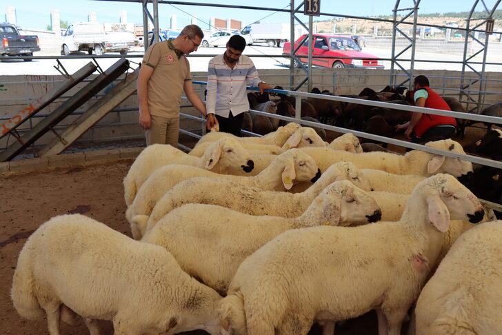 Kilis'teki hayvan pazarında denetim yapıldı G1