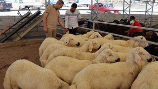 Kilis'teki hayvan pazarında denetim yapıldı