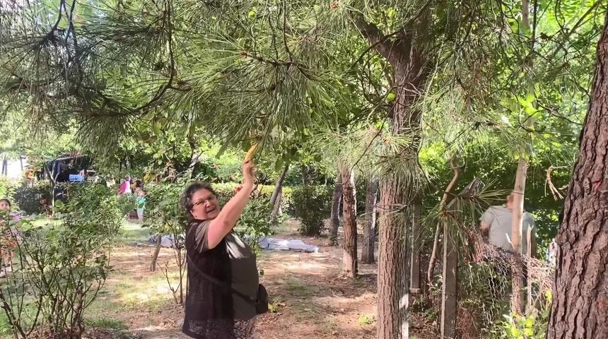 Bağcılar'da ilginç anlar! Ağaçtaki maymun şaşkınlık yarattı