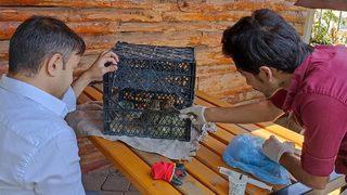 Iğdır'da sıcaktan bitkin düşen kerkenez yavruları tedaviye alındı