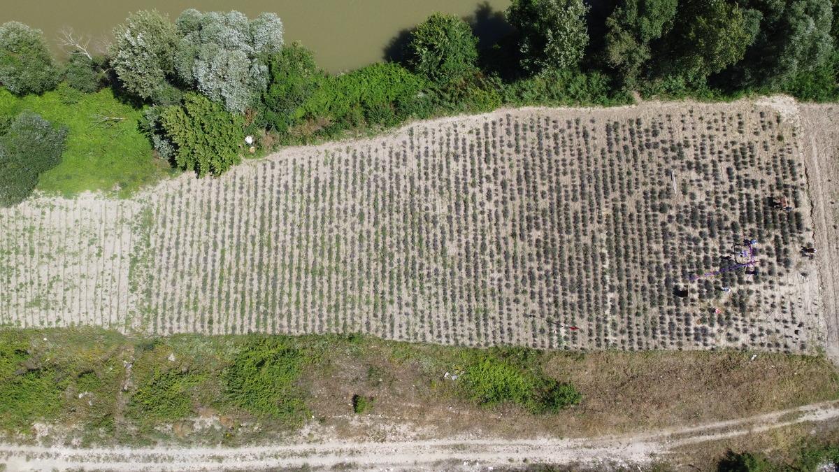 Bilecik'te kadınların kurduğu derneğin lavanta bah&ccedil;esinde hasat yapıldı