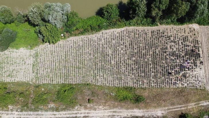 Bilecik'te kadınların kurduğu derneğin lavanta bahçesinde hasat yapıldı G1