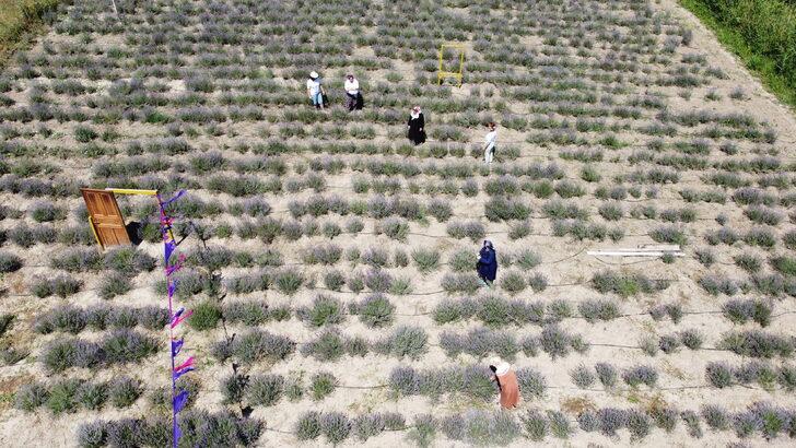 Bilecik'te kadınların kurduğu derneğin lavanta bahçesinde hasat yapıldı G2