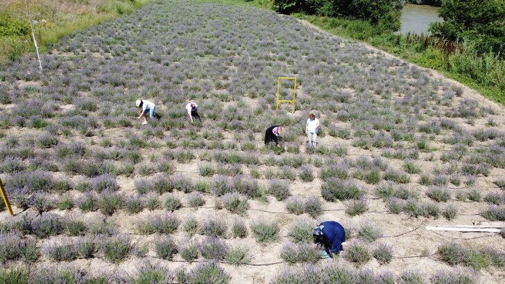 Bilecik'te kadınların kurduğu derneğin lavanta bahçesinde hasat yapıldı G3