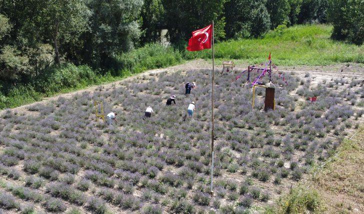 Bilecik'te kadınların kurduğu derneğin lavanta bahçesinde hasat yapıldı G4