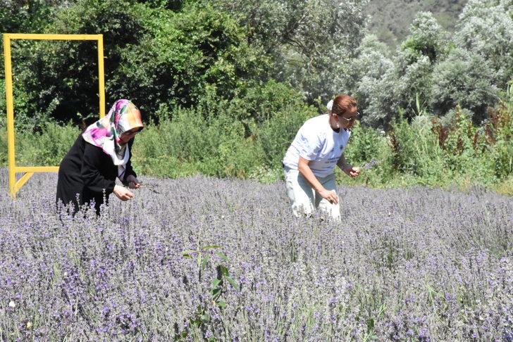 Bilecik'te kadınların kurduğu derneğin lavanta bahçesinde hasat yapıldı G5