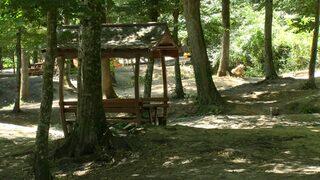 İstanbullular dikkat! Ormanlarda ateş yakma yasağı bugün başladı