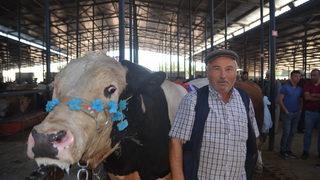 Kütahya'da kurban pazarında alışverişler başladı