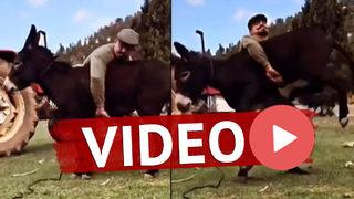 Başpehlivan Cengizhan Şimşek'in eşekle videosu sosyal medyada olay oldu!