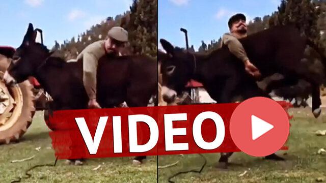 Başpehlivan Cengizhan Şimşek'in eşekle videosu sosyal medyada olay oldu!