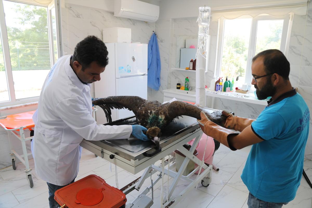 Sakarya'da sa&ccedil;mayla yaralanan kara akbaba tedavi edildi