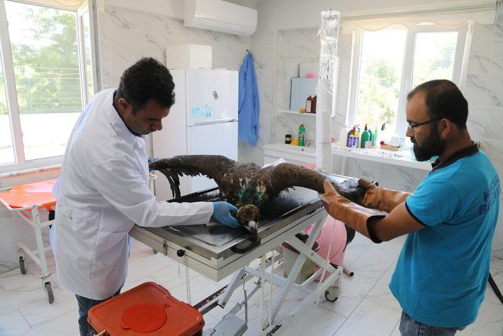 Sakarya'da saçmayla yaralanan kara akbaba tedavi edildi G1