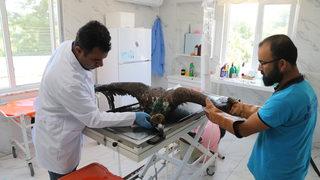 Sakarya'da saçmayla yaralanan kara akbaba tedavi edildi