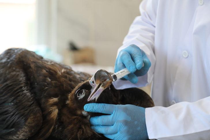 Sakarya'da saçmayla yaralanan kara akbaba tedavi edildi G2