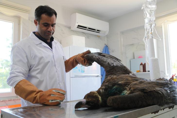 Sakarya'da saçmayla yaralanan kara akbaba tedavi edildi G3