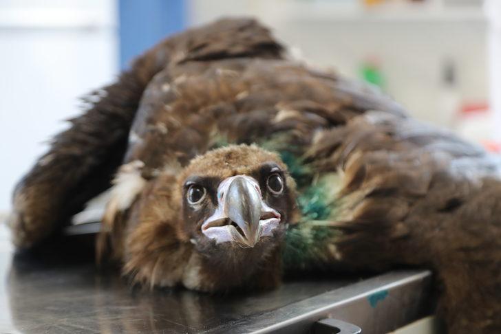 Sakarya'da saçmayla yaralanan kara akbaba tedavi edildi G4