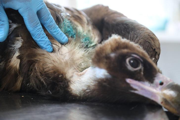 Sakarya'da saçmayla yaralanan kara akbaba tedavi edildi G5