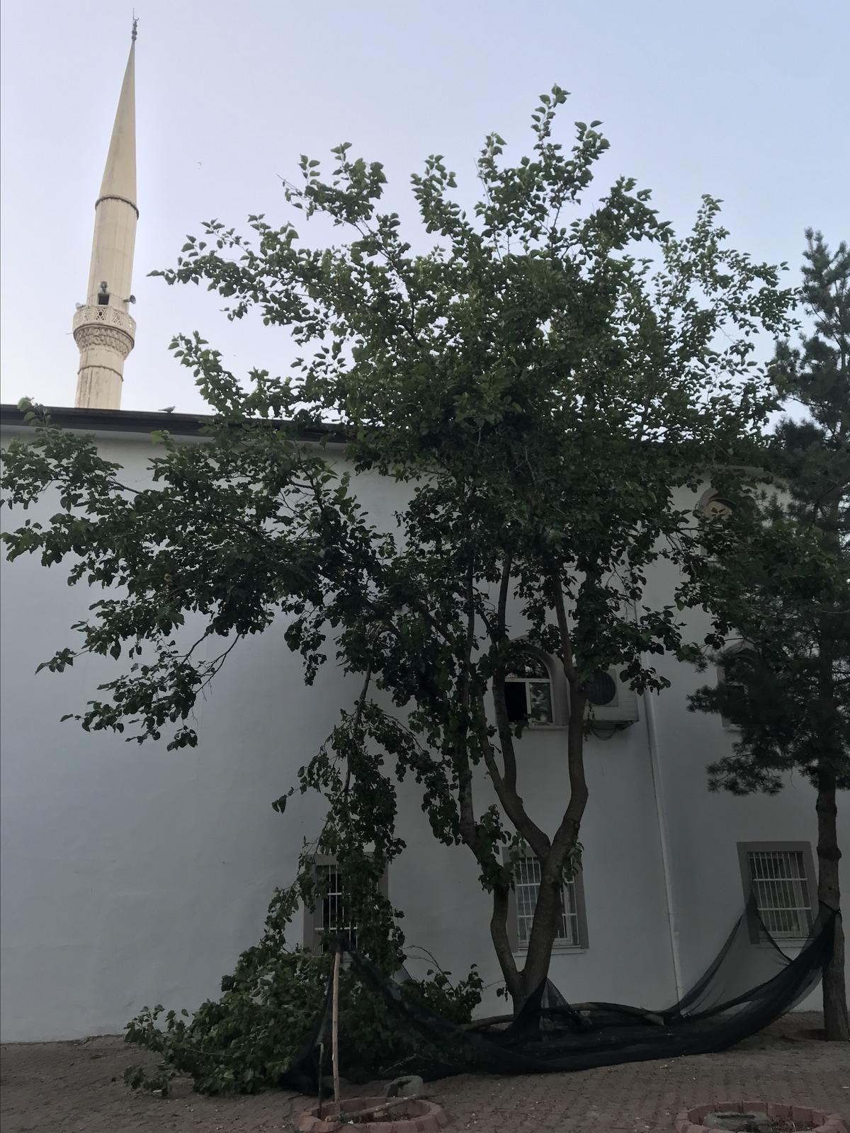 Kayseri'de ağa&ccedil;tan d&uuml;şen kişi &ouml;ld&uuml;