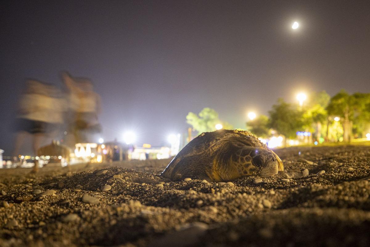 Antalya'da deniz kıyısına &ccedil;ıkan caretta caretta i&ccedil;in sahil boşaltıldı