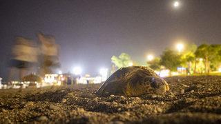 Antalya'da deniz kıyısına çıkan caretta caretta için sahil boşaltıldı