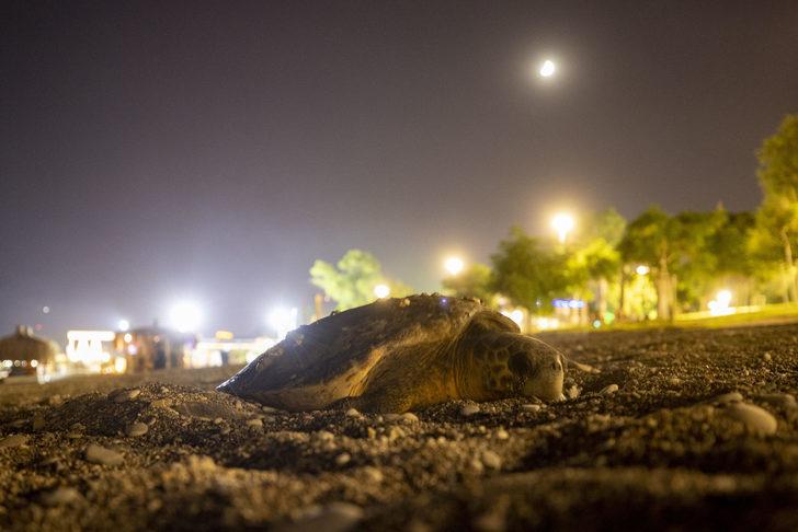 Antalya'da deniz kıyısına çıkan caretta caretta için sahil boşaltıldı G2