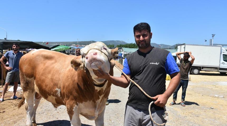Kurban pazarının en büyüğü: Toros Kaplanı! 67 bin liraya alıcı buldu