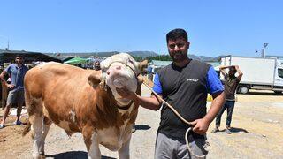 Kurban pazarının en büyüğü: Toros Kaplanı! 67 bin liraya alıcı buldu