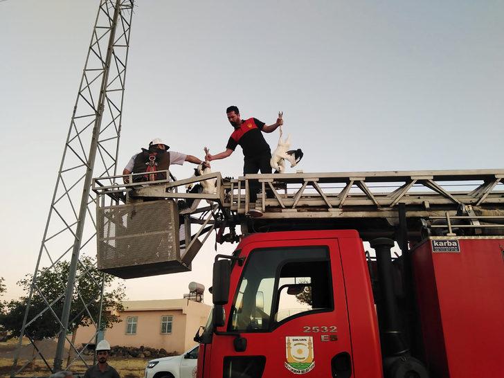 Şanlıurfa'da direkteki yuvada mahsur kalan leylekleri itfaiye kurtardı G3
