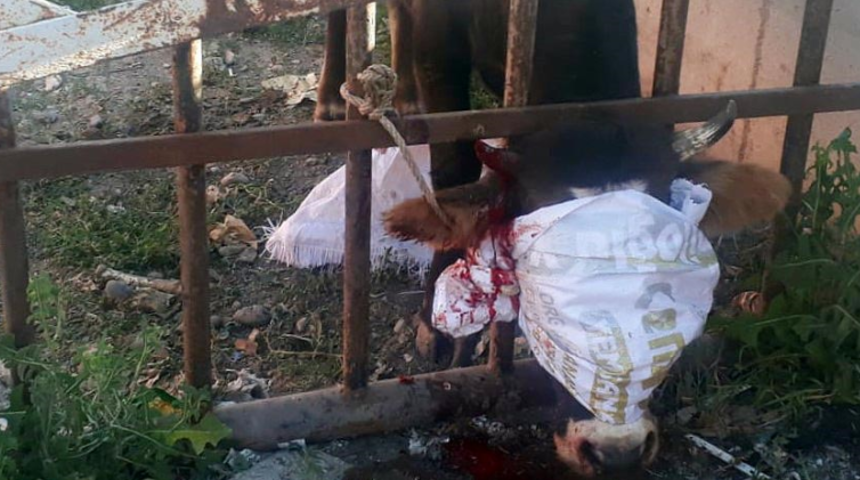 Sahibinin elinden kaçan düve korkuluklara sıkıştı! Kahreden görüntü