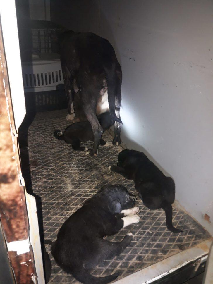 Gaziantep'te inşaat atığının altındaki köpek yavruları kurtarıldı G3