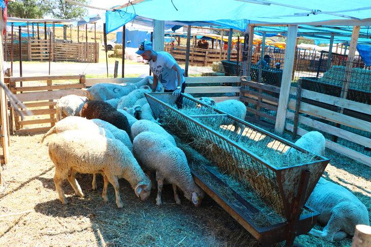 Trakya'da Kurban Bayramı öncesi satıcılar hayvan pazarında yerini aldı G1