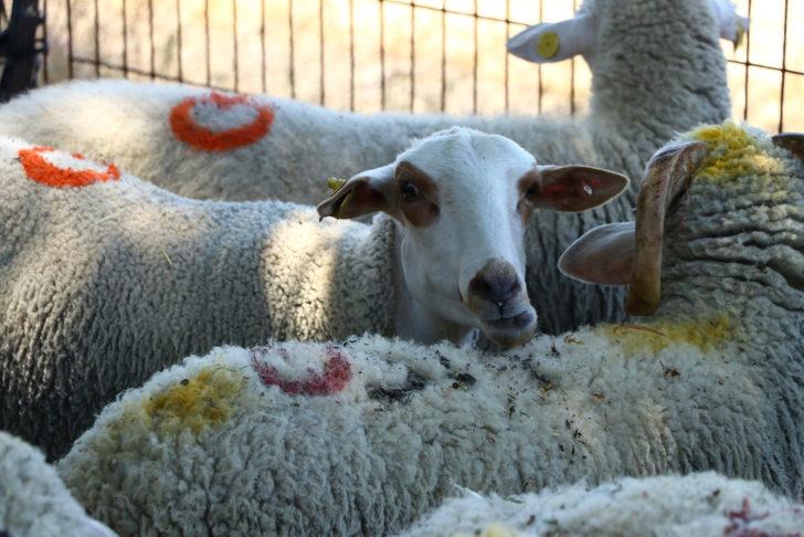Trakya'da Kurban Bayramı öncesi satıcılar hayvan pazarında yerini aldı G4