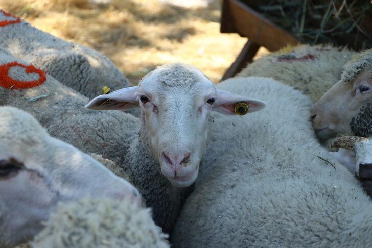Trakya'da Kurban Bayramı öncesi satıcılar hayvan pazarında yerini aldı G5