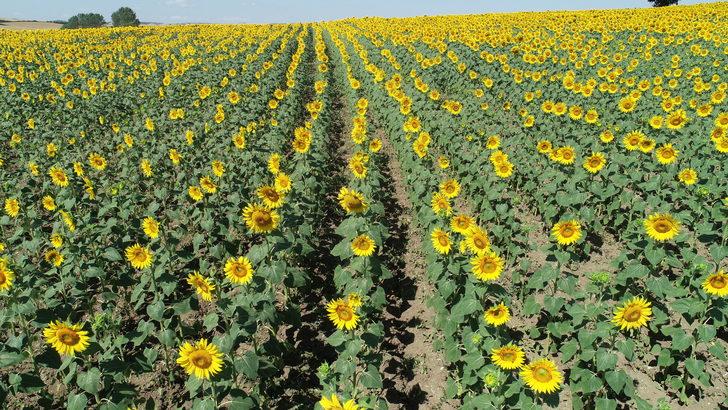 Trakya'da ayçiçeğinde yüksek verim için üreticiler yağış bekliyor G1