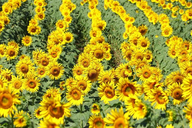 Trakya'da ayçiçeğinde yüksek verim için üreticiler yağış bekliyor G5