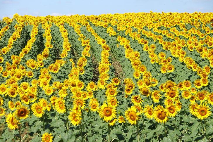 Trakya'da ayçiçeğinde yüksek verim için üreticiler yağış bekliyor G4