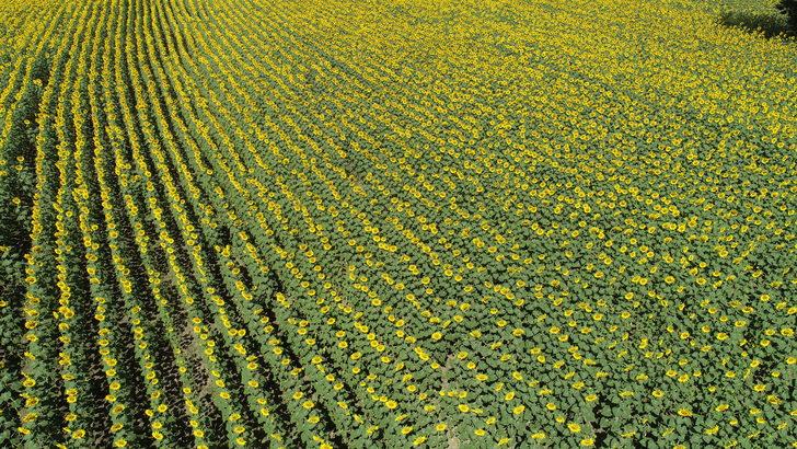 Trakya'da ayçiçeğinde yüksek verim için üreticiler yağış bekliyor G2