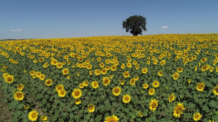 Trakya'da ayçiçeğinde yüksek verim için üreticiler yağış bekliyor G3