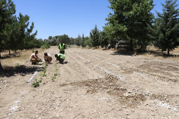 Elazığ Hipodromu'nda "Tıbbi Aromatik Bitki Eğitim Bahçesi" kuruldu G1