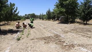 Elazığ Hipodromu'nda Tıbbi Aromatik Bitki Eğitim Bahçesi kuruldu