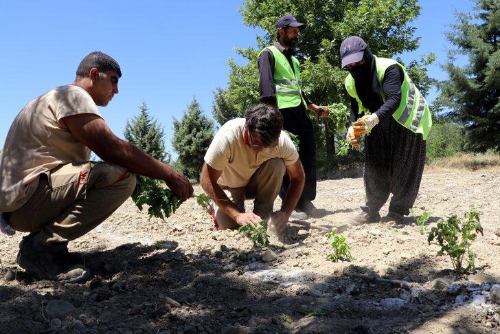 Elazığ Hipodromu'nda "Tıbbi Aromatik Bitki Eğitim Bahçesi" kuruldu G3