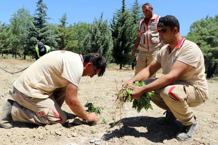 Elazığ Hipodromu'nda "Tıbbi Aromatik Bitki Eğitim Bahçesi" kuruldu G4