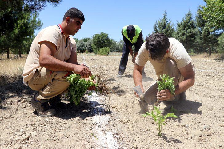 Elazığ Hipodromu'nda "Tıbbi Aromatik Bitki Eğitim Bahçesi" kuruldu G5