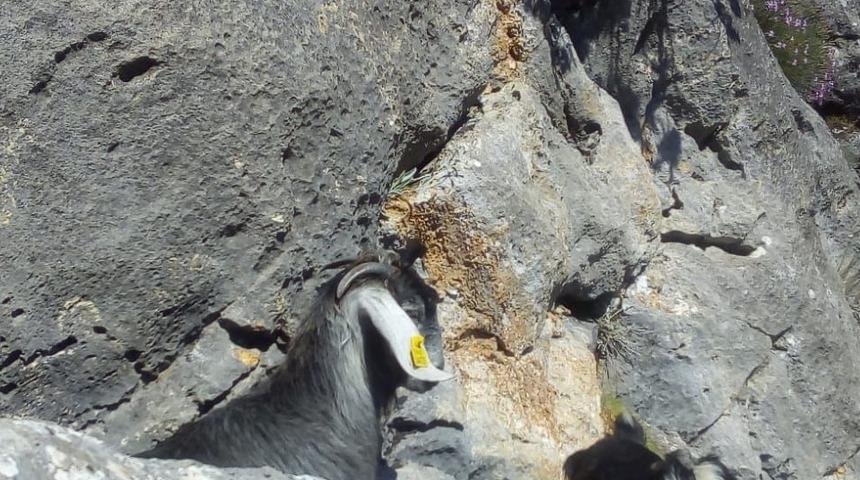 Konya'da kayalıklarda mahsur kalan keçiler, AFAD ekiplerince kurtarıldı