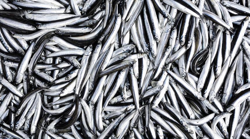 Sosyal medyada yayıldı! ABD'de gökyüzünden hamsi yağıyor