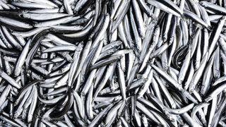 Sosyal medyada yayıldı! ABD'de gökyüzünden hamsi yağıyor