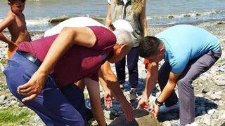 Hatay'da yaralı caretta caretta tedaviye alındı