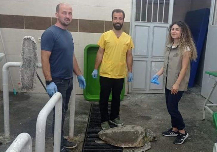 Hatay'da yaralı caretta caretta tedaviye alındı G2
